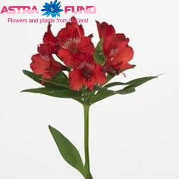 Alstroemeria Nadya Foto