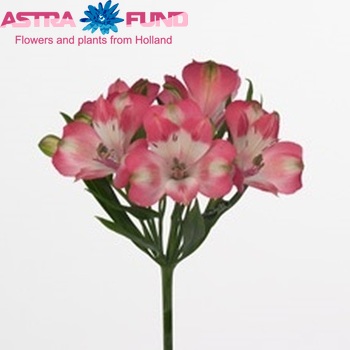 Alstroemeria N-Joy Foto