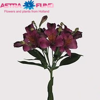 Alstroemeria Napoli Foto