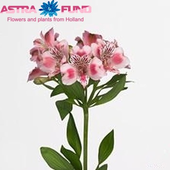 Alstroemeria Panorama Foto