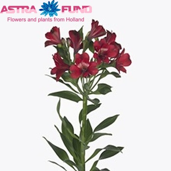 Alstroemeria Noize Foto