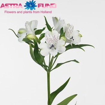 Alstroemeria Paxi Foto