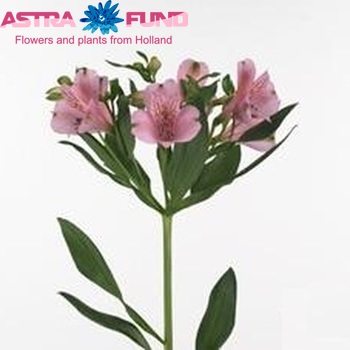Alstroemeria Pink Floyd foto