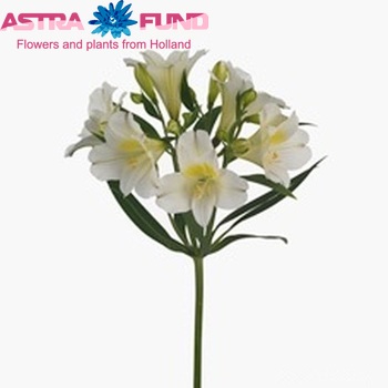 Alstroemeria Precious foto