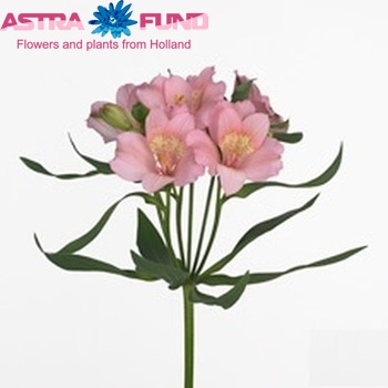 Alstroemeria Primadonna foto
