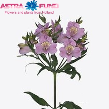 Alstroemeria Phoenix foto