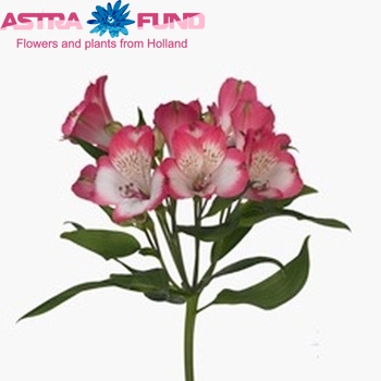 Alstroemeria Quinty foto