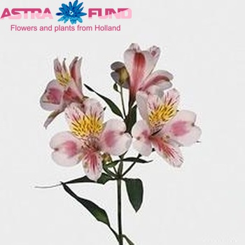 Alstroemeria Rebecca foto