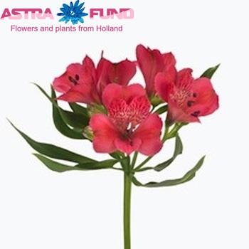 Alstroemeria Rome foto