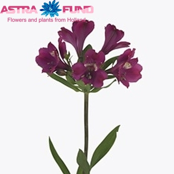 Alstroemeria 'Real' foto