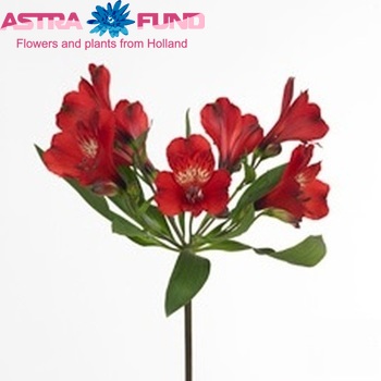 Alstroemeria 'Lovely' foto