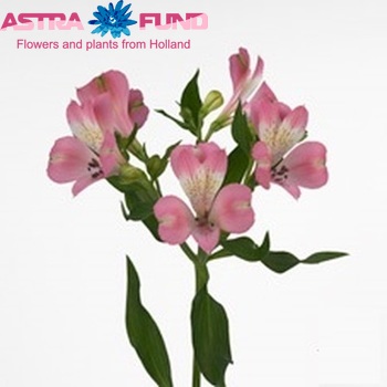 Alstroemeria Roselyn foto
