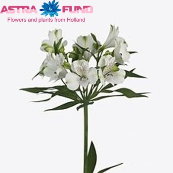 Alstroemeria Polar foto