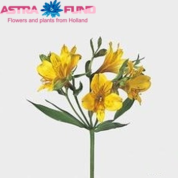 Alstroemeria 'Yellow King' fotografie
