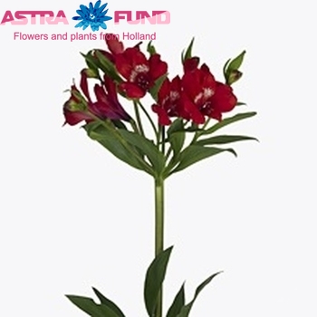 Alstroemeria Santa Fe foto