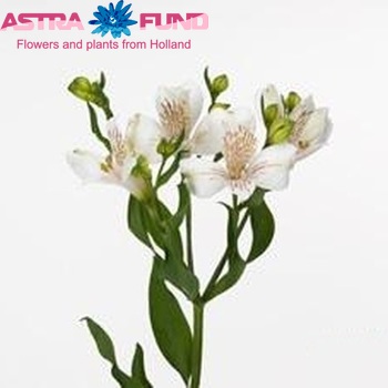 Alstroemeria Siberia foto