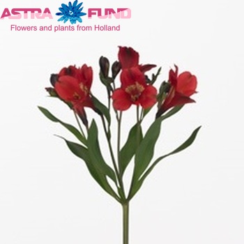 Alstroemeria Simply Red foto