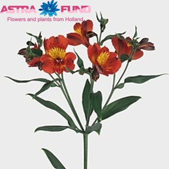 Alstroemeria 'Tampa' foto
