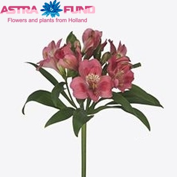 Alstroemeria Kontemptat foto