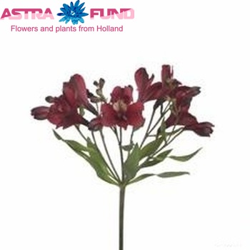 Alstroemeria Tiesta foto