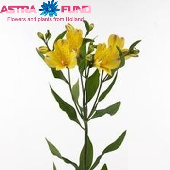 Alstroemeria Tonatiuh foto