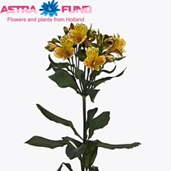 Alstroemeria Hunter Foto