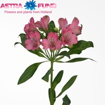Alstroemeria 'Timor' foto