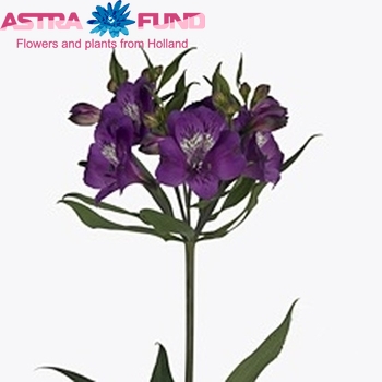 Alstroemeria 'Sinclar' foto