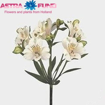 Alstroemeria 'Virginia' fotografie