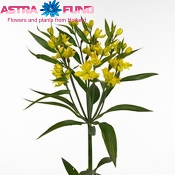 Alstroemeria X-Treme fotografie