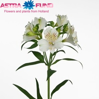 Alstroemeria Snowtime foto