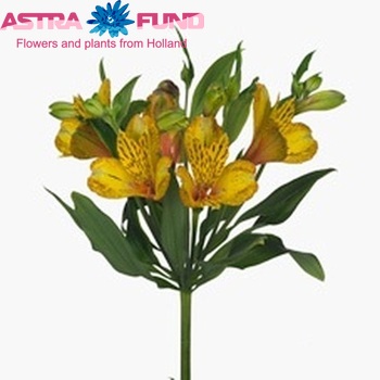 Alstroemeria Tiger foto