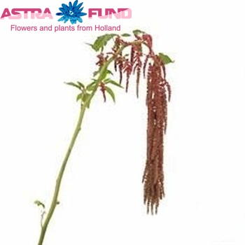 Amaranthus caudatus 'Coral Fountain' photo
