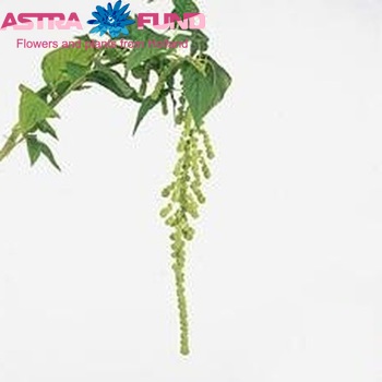 Amaranthus caudatus 'Cycloop' photo