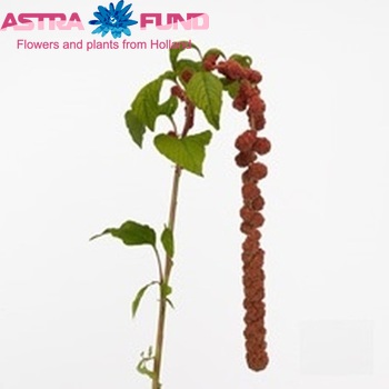 Amaranthus caudatus 'Manouk' photo
