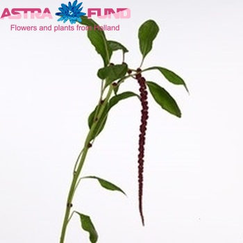 Amaranthus caudatus 'Red Cord' photo