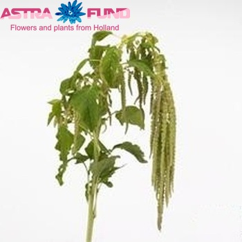 Amaranthus caudatus 'Riham' photo