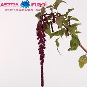 Amaranthus caudatus 'Rosary' photo