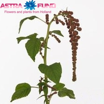Amaranthus caudatus 'Taysier' photo