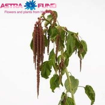 Amaranthus caudatus 'Taysier Brown' photo