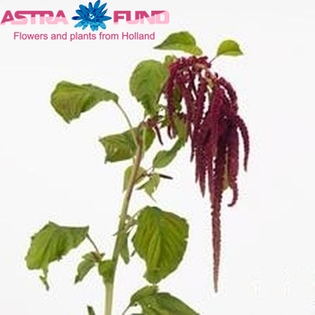 Amaranthus caudatus 'Zahra' fotó