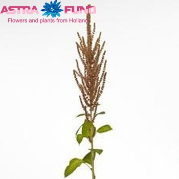 Amaranthus cruentus 'Cappucino' fotó