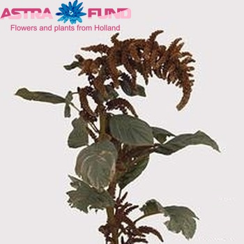 Amaranthus cruentus 'Hot Biscuits' fotó