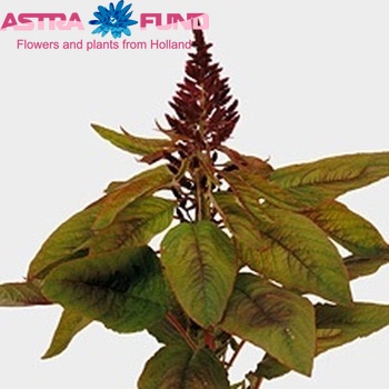 Amaranthus cruentus 'Red Cathedral' fotó