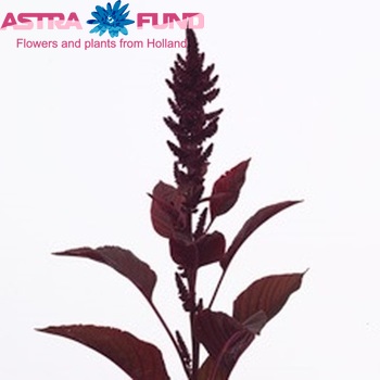 Amaranthus cruentus 'Velvet' fotó