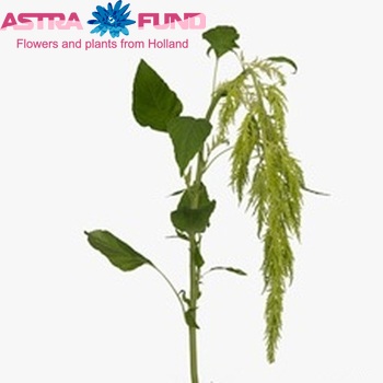 Amaranthus Green Spider fotografie