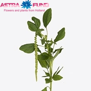 Amaranthus Viridis φωτογραφία
