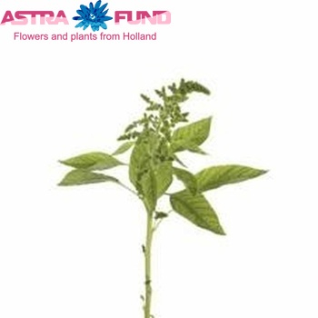 Amaranthus 'Green Thumb' fotografie