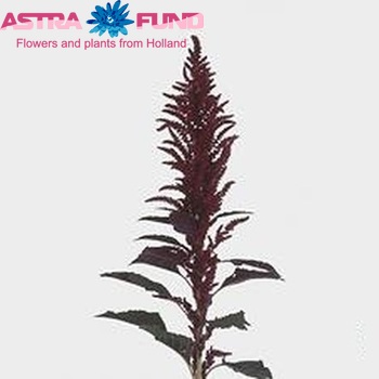 Amaranthus paniculatus 'Oeschberg' φωτογραφία