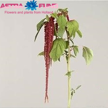 Amaranthus Sasra φωτογραφία
